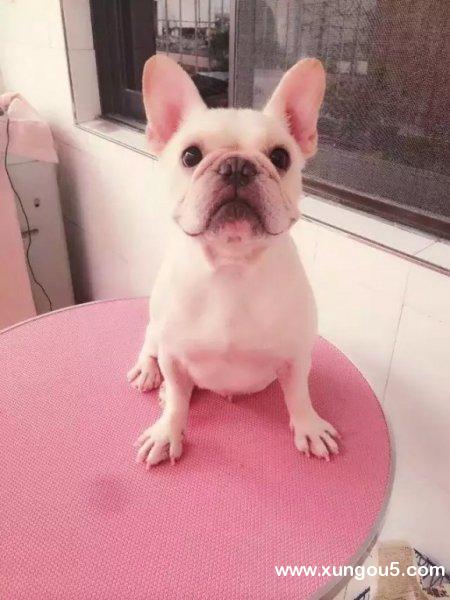 福州寻狗启事：3岁奶油色法国斗牛母犬小白在福州晋安象园惠盛花园走失