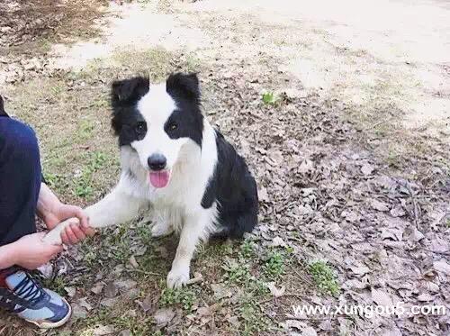 沈阳寻狗启示：边境牧羊犬杰森走失，酬金2000元起！