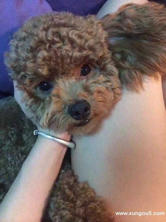 西安白色泰迪犬小白走失寻狗启事
