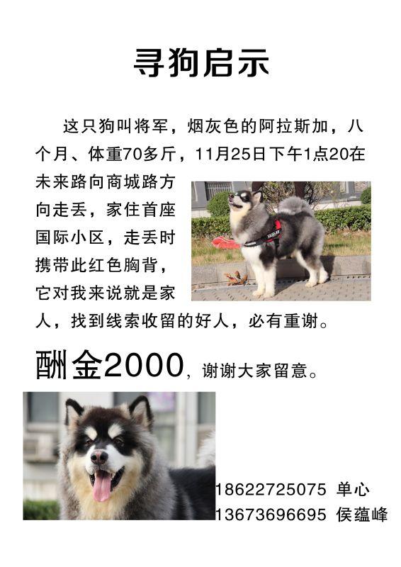 河南郑州寻找烟灰色阿拉斯加犬将军，家住首座国际小区