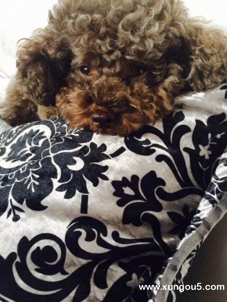 广州天河区失落的泰迪犬寻找主人