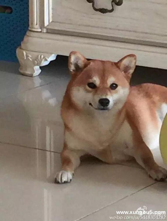 寻狗启事：北京丰台区马家堡地铁站失踪柴犬旺财