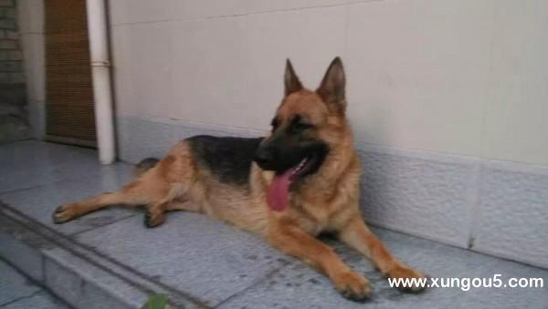 永济寻狗启事：德国牧羊犬哈利走失，山西运城永济市