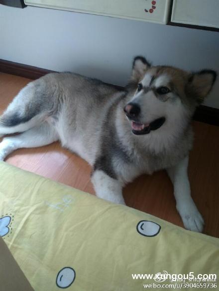 寻狗启事：福州寻找灰白色阿拉斯加犬桑尼
