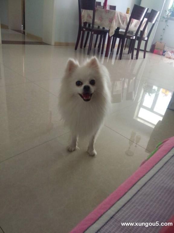 伊犁伊宁市5000元寻爱犬：雪球：博美