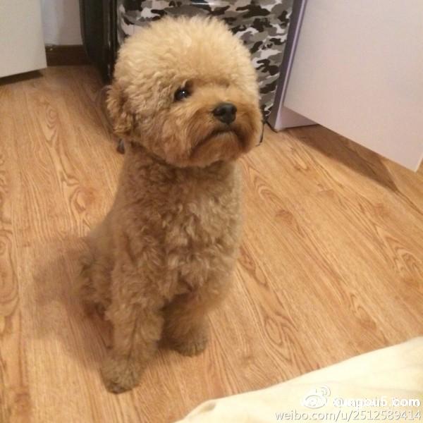 寻找我家可怜的泰迪