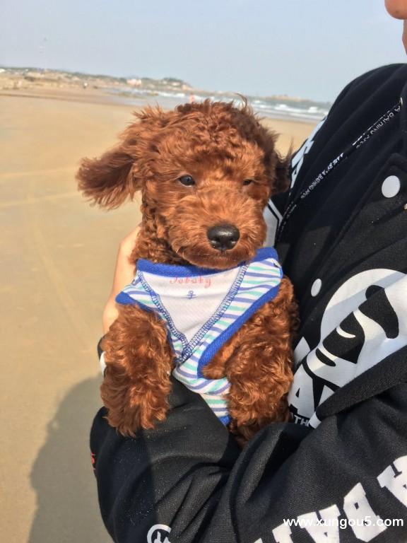 淮南寻宠：急寻名叫二宝儿的泰迪犬，酬谢千元