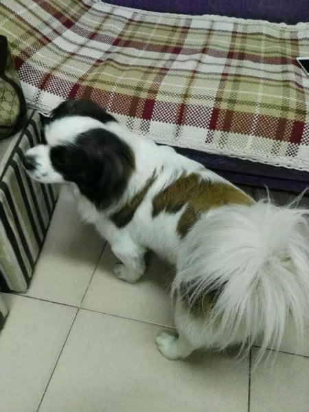 廊坊广阳康庄小区西区丢失蝴蝶犬多多，急需寻找！