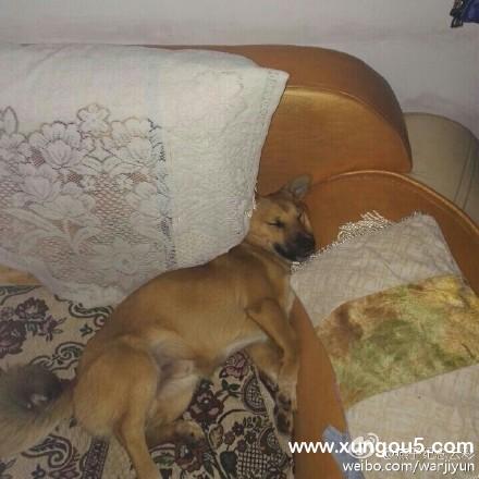 淄博丢失田园犬雪碧寻回启事