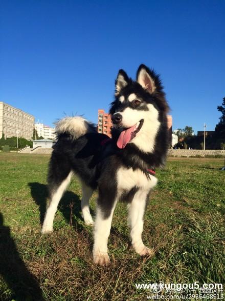 昆明寻狗启事：九个月左右的阿拉斯加母犬雪球走失