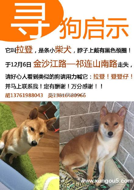 寻狗启示：小柴犬拉登走失于上海金沙江路、祁连山南路