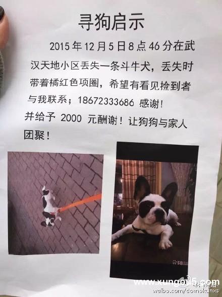 武汉天地小区寻狗启事：斗牛犬小白走失