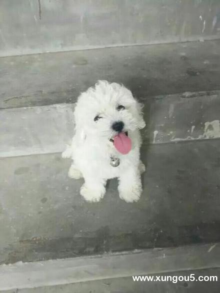 江苏连云港灌南县寻找比熊小白