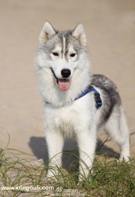 北京海淀区失踪哈士奇犬Summer寻狗启事