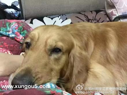 郑州金毛爱犬旺财走失寻狗启事