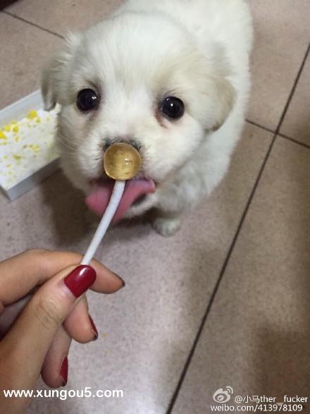 青岛寻找白色小狗小白，请帮忙关注