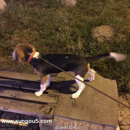 比格犬花花走丢 求转发