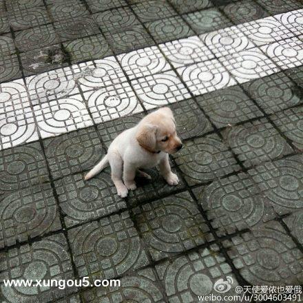寻找奶白色拉布拉多小白 | 宁波北仑新碶高凤新村小区