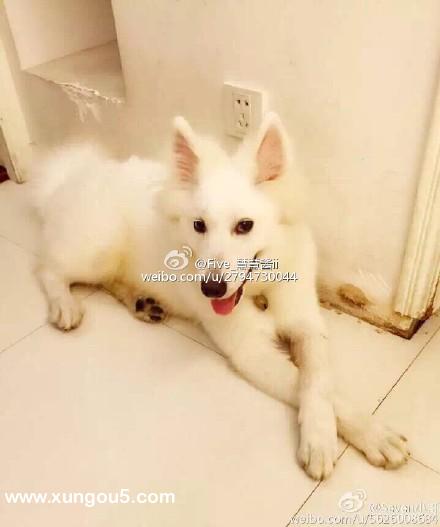 萨摩耶公狗Seven走失寻主，温岭区
