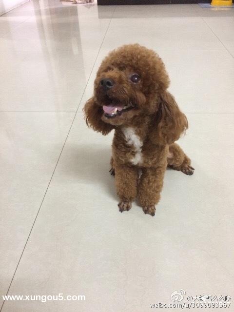 温州苍南县龙港镇龙翔路第三菜场桥头附近走丢的泰迪贝贝求助！