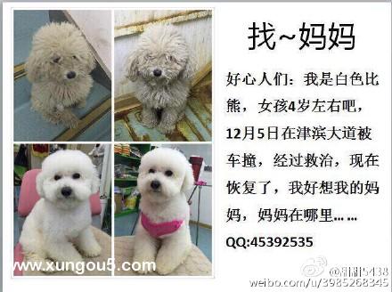 天津寻狗启事：4岁左右白色比熊小白急寻妈妈