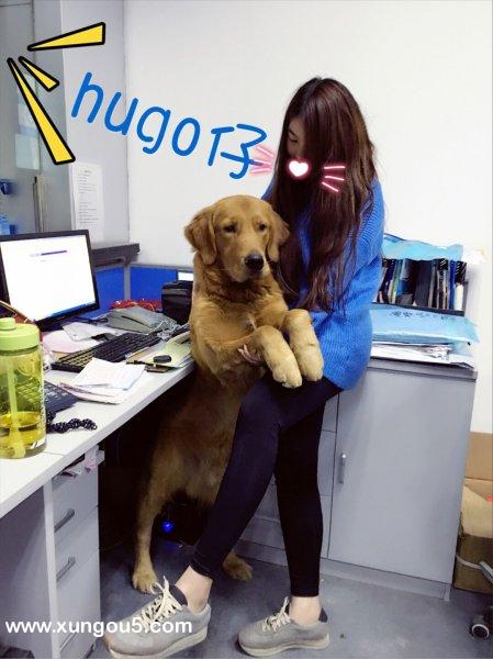 上海寻狗金毛Hugo联系方式及详情