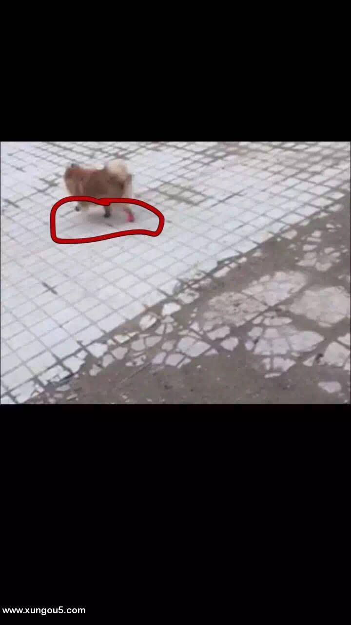 南昌南昌恒茂梦时代黄色博美乐乐寻狗启事