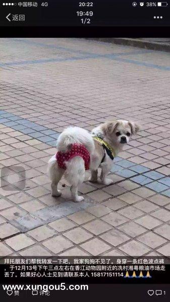 【寻狗启事】京巴狗狗小明走失，足迹指向香江动物园，悬赏500元