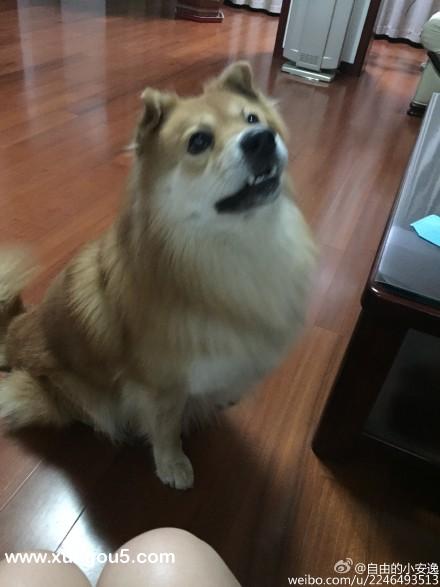 邯郸力都花园走失黄毛尖嘴松狮犬