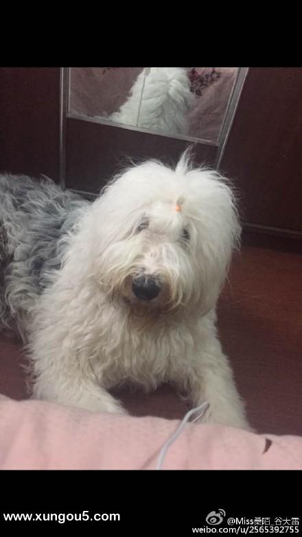 北京通州区古牧犬毛毛丢失寻找启事