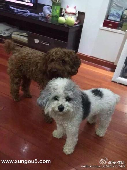 郑州市淮南街汉江路附近走失三岁狗狗，名叫奥利奥