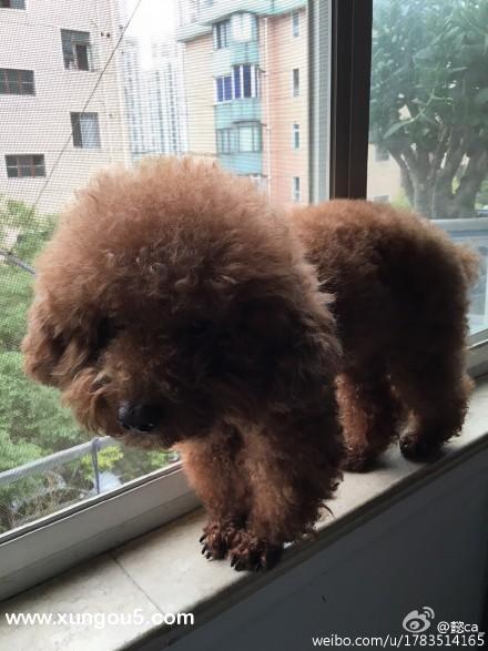 上海失踪泰迪狗狗哈利寻狗启事，请帮忙转发