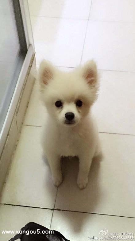 上海嘉定区博美公犬走失启事