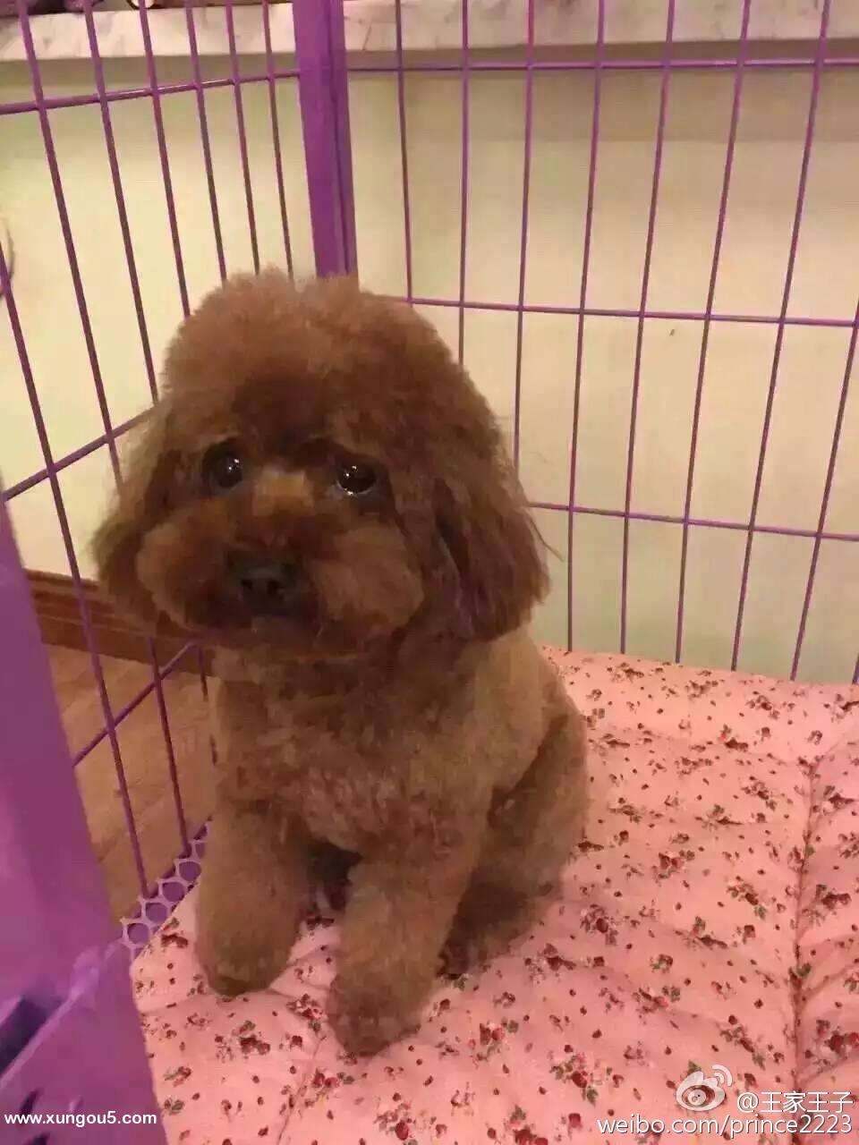 长春市高新区益田枫露小区广场走失贵宾犬贝贝寻犬启事