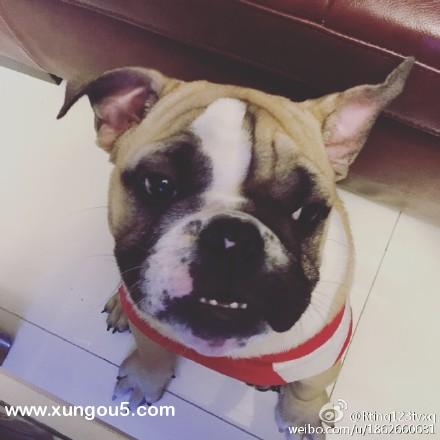 上海嘉定区寻宠启事：3个月大英斗小白走失！