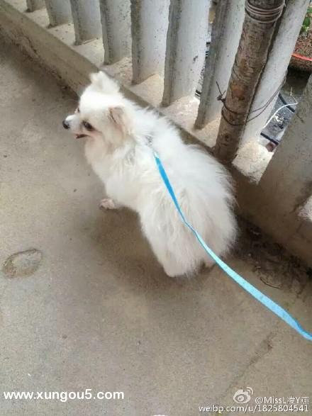 赣州寻乌县岳家庄大道博美犬狐狸走失寻找启事