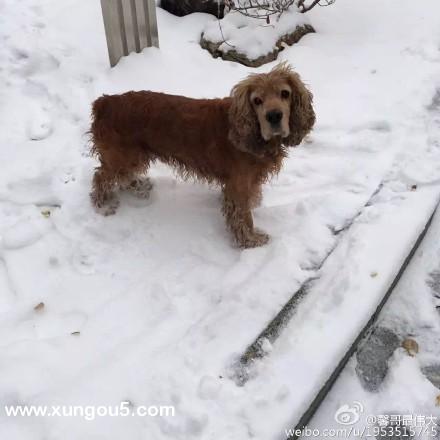 寻狗启事：北京芍药居14号院小区走失的英国可卡小白