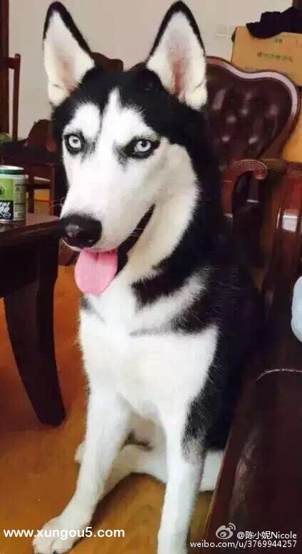 南宁市青秀区广园路阿拉斯加母犬兔子走失寻狗启事