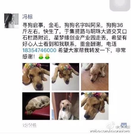 合肥寻狗启事：金毛母犬阿呆走失！