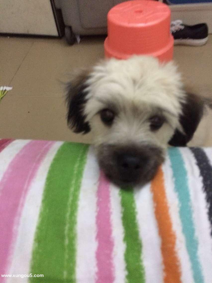 寮步坑口村红荔路附近走丢的CC狗子寻狗启事