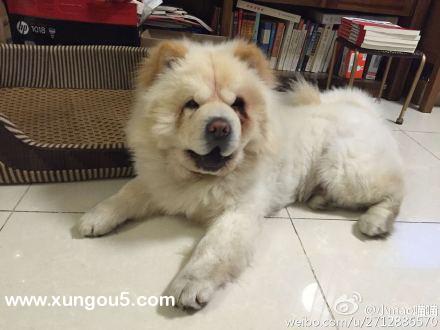 北京清河五彩城丢失奶油色松狮犬旺财寻找启事