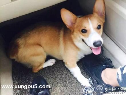 南宁云景路柯基犬Summer走失寻回