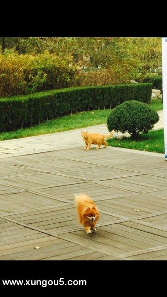 北京朝阳区寻球球博美犬启事