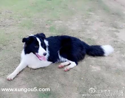 北海银滩寻犬启事