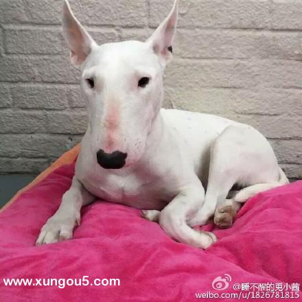北京失踪白色牛头梗寻狗启事