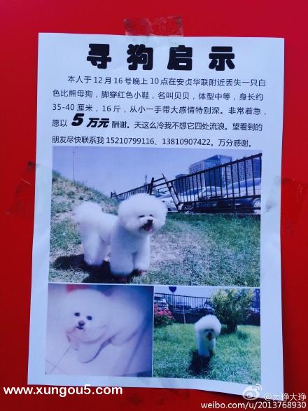 北京安贞华联附近丢失白色比熊母狗贝贝