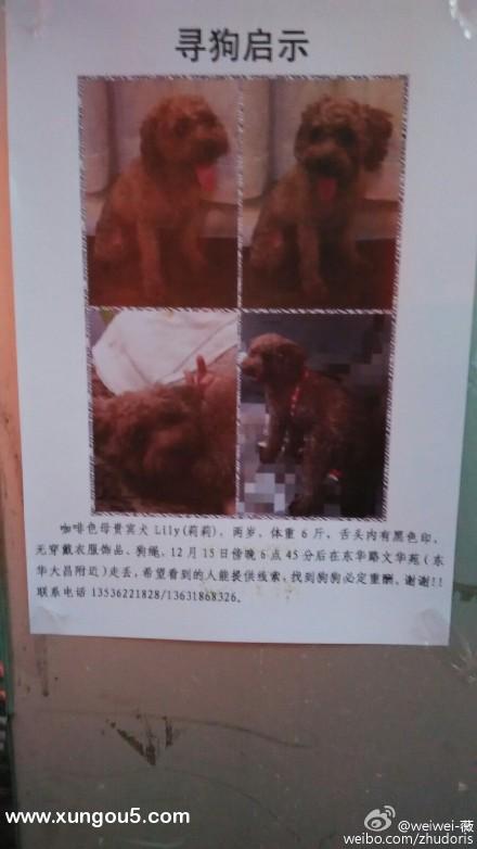 江门江华区寻狗启事：12月15日傍晚失踪的贵宾犬莉莉