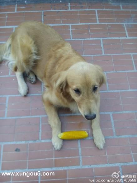 聊城寻金毛犬：小黄失踪，请帮帮忙！