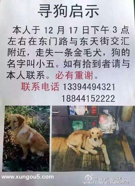 长春金毛犬小五走失寻狗启事