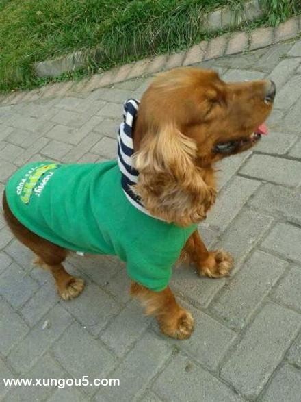 燕郊寻狗启事：五岁英国可卡犬公狗走失